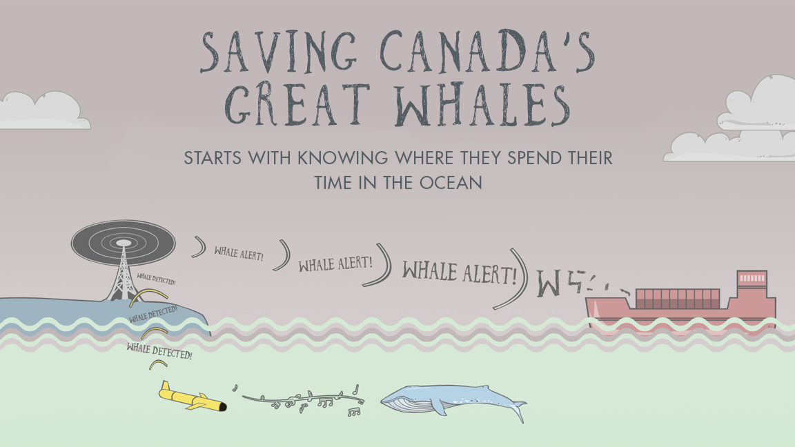 The Quest to Find Canada's Great Whales