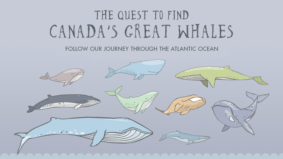 The Quest to Find Canada's Great Whales